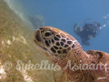Turtle in Balicasag,Philippines