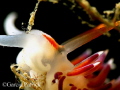 CRATENA PEREGRINA