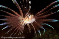 Lionfish.
D300 with 60mm macro lens. Nexus housing with Inon strobe Z240 x2. S 1/250 F22 ISO 1,01
Dive site: the rock Mamutik Island Borneo