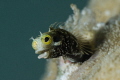 Secretary Blenny, Sigma 70mm with +10 wet diopter