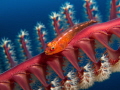 Gobi on a seapen