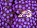 Purple Passion