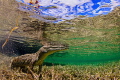 Saltwater Crocodile posing for me in Jardines de la Reina
