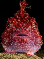 Red Lumpsucker