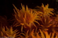 This shot was taken in a dark afternoon at a wall full of cup corals, I was thinking that I would give it a try