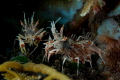 Tiger Shrimps in Tulamben