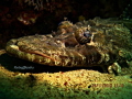Crock..
Canon 350D. Patima housing, single external plash. 
F1/160 S16. Exp -2. WB cloudy.
Dive location roach reef resort, twu Sabah.

