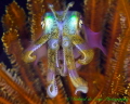 Iridescent Squid
