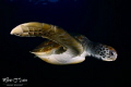 Green turtle in Tenerife
