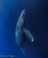 Whilst diving in the Socorro islands we came across a family of majestic Humpbacks at Roca Partida in the Socorro islands. These gentle giants stole my heart!