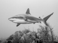 A Caribbean reef shark cruising the reef