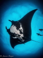 A gentle giant Chevron Manta ray glides by, hoping to feel bubbles on it's gills, they love bubble baths from divers!