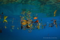 Taking a midday break from diving the crystal clear conditions tempted me back into the water for a closer look at a shallow wreck. Once in the water I lost interest in the wreck and turned my attention to these simple but beautiful leaf reflections.