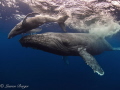 After spending several days with this mama and calf at Roca Partida, Socorro, we watched in horror as two Orcas killed the baby. This photo reminds me of the beautiful encounter I had. The circle of life is magnificent yet cruel.