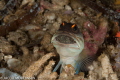 I found this fellow while guiding and as soon I got the chance I went back with my camera :-)