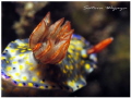 get off from my back...hyselodoris infucata