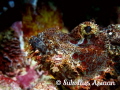 Scorpion fish in Sumilon, Philippines (edited)