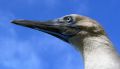 This beauty was hitching a free ride aboard our boat on route to Darwin island