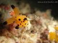 When : Feb 2015
Where : Pom Pom Island Malaysia
Kits : Sony T-900, Marine Pack, Internal Flash