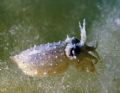 Tiny cuttlefish, just the size of a pea playing on the algae in a shallow bay.