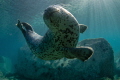 The curious seal were twisting right in front of my camera.