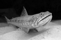 Lizard fish on the sand, I had a strobe malfunction so looked for contrast in my compositions to use grayscale.