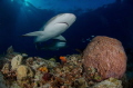 caribbean reef shark at Tiger beach