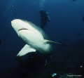 Photographed in PNG onboard dive vessel MVFeBrina (2013)Graceful Whalers more than happy to investigate divers. Nikonos v (20mm Wide lens) Kodak 100ASA Ektachrome.