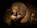 A golden tail Moray (Gymnothorax miliaris), taken in St Lucia. Found this little guy under a small rock formation.