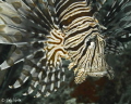 Lionfish Portrait
