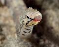 Pucker up!