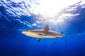 Caribbean reef shark under the surface, shoot in nassau, bahamas, with a canon 6d tokina 10-17mm fish eye and dual ikelite strobe.