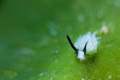 Grazing lamb

Costasiella kuroshimae nudibranch on a tiny leaf
Secret bay, Anilao, Philippines