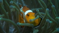 Nemo!