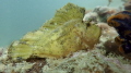 Leaf Fish