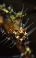 harlequin gostpipefish, lebuan segara, Bali 2014