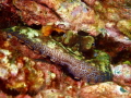 This shot was taken in the Channel Islands off the coast of Santa Barbara.