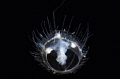 Meduse Freshwater, Craspedacusta sowerbii[, this Macro Image was taken in a little Pond inAustria Styria, the model was still swimming and it was very hard with 60mm nikor....