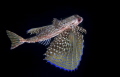 Dactylopterus volitans
