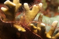 Bonaire brittlestar