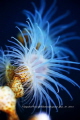 Gorgonian Wrapper
Nemanthus sp. 
they are generally found on whip corals.
@Owase Mie Japan
Jan. 10. 2015