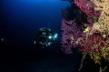 Deep Model in a wall with red gorgonia in Trogir croatia