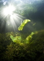 Mornings solar light/Lake Cheldovi.
Russia.
Split.