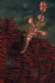 Ornate Ghost Pipefish
