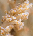 Supermacro closeup of a nudibranch