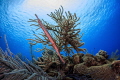 Trumpetfish in Little Cayman