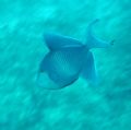Trigger fish, as it came by. Moving cam and delayed flash.