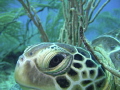 Great opportunity to get close to this turtle resting among the weeds