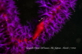 Red shell and purple flowers
Phenacovolva