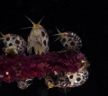 Ladybugs galore
